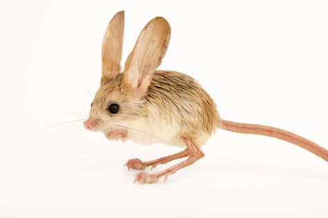 The Long-eared Jerboa has the biggest ears on Earth (relative to it's size) They are two-thirds as long as its body! Long Eared Jerboa, Turtle Facts, Pet Rodents, Pet Ferret, Artistic Pictures, Animal Groups, Animal Reference, Rodents, Magical World