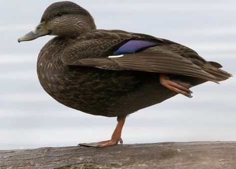 American Black Duck, Texas Birds, Redhead Duck, Canadian Animals, Duck Stamp, Duck Pictures, Black Duck, Reference Pics, Shorebirds