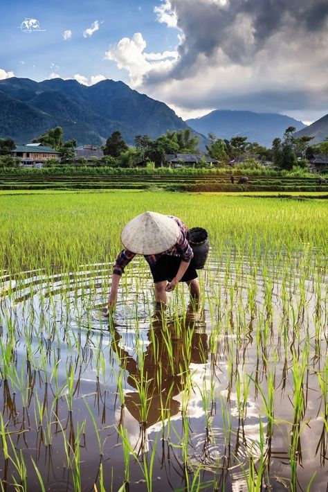 Agriculture Pictures, Farmer Painting, Agriculture Photography, Rural Photography, Rice Field, Beautiful Places To Live, Study Photography, Marcel Proust, Breathtaking Places