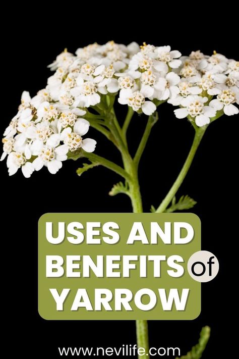 How to Uses and Benefits of Yarrow. Yarrow has many halthy benefits for us. Especially did you know about benefits for varicose veins healing? Here is more healthy benefits. Yarrow Benefits, Benefits Of Yarrow, Home Remedies For Spiders, School Communication, Creating A Newsletter, Healthy Benefits, Increase Engagement, Medicinal Plants, Chrysanthemum