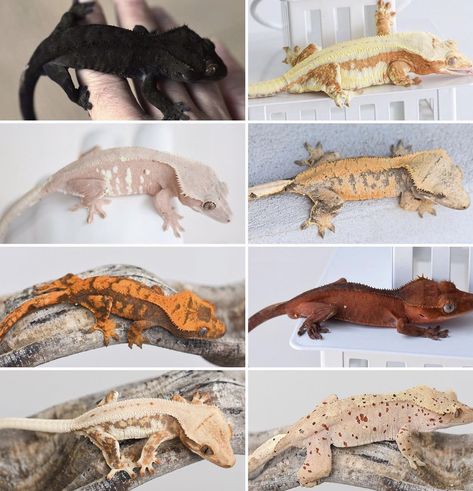 Crested Gecko Tattoo Ideas, Crested Gecko Colors, Crested Gecko Terrarium Ideas, Crested Gecko Habitat, Crested Gecko Morphs, Gecko Cage, Crested Gecko Care, Pet Reptiles, Gecko Habitat