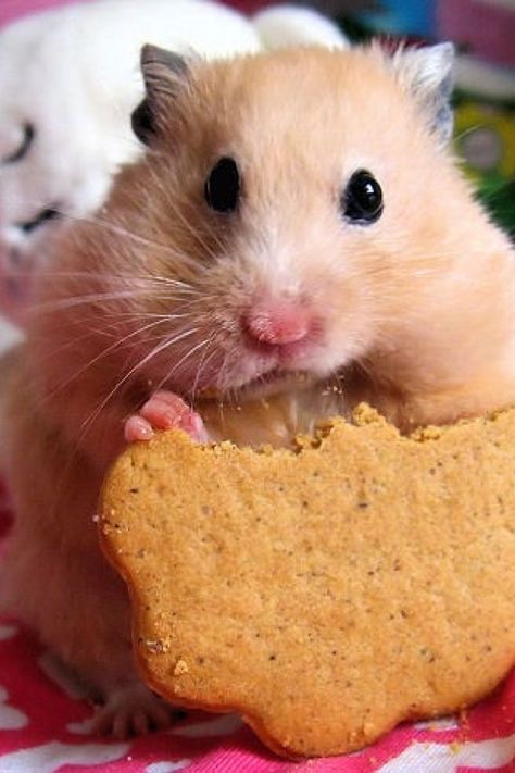 Cute hamster eating a cookie Bear Hamster, Hamster Eating, A Hamster, Wild Beauty, Cute Hamsters, Cute Mouse, Hamsters, Sweet Animals, Animal Photo