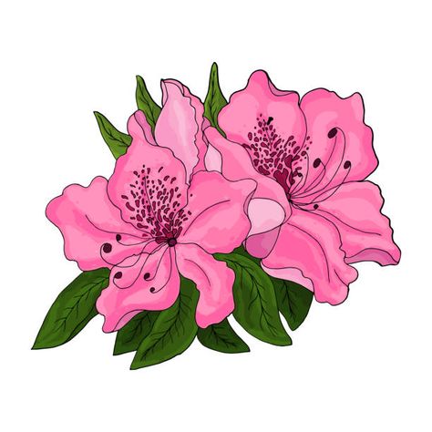 376 Azalea Bush Drawing Illustrations & Clip Art - iStock Azalea Line Drawing, Flower Bush Drawing, Azalea Drawing, Azalea Tattoo, Free Flower Clipart, Bush Drawing, Bottle Paint, Azalea Bush, Flower Bush