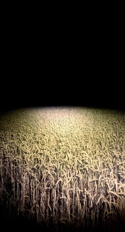 Creepy Room, Endless Field, Fear Of The Dark, Liminal Space, Liminal Spaces, Paranormal Investigation, Old Images, Graphic Design Fun, Take A Picture