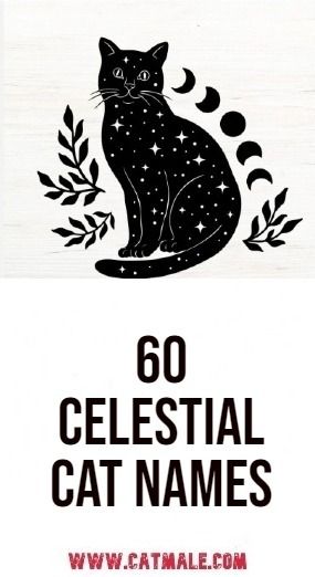 60 Celestial Cat Names: Unique and Cosmic Choices for Your Feline Friend Space Names For Pets, Cute Cat Names Female Unique, Name For Black Cat, Goth Cat Names, Magical Cat Names, Cat Name Ideas Unique, Witchy Pet Names, Names For Cats Unique, Names For Cats Girl