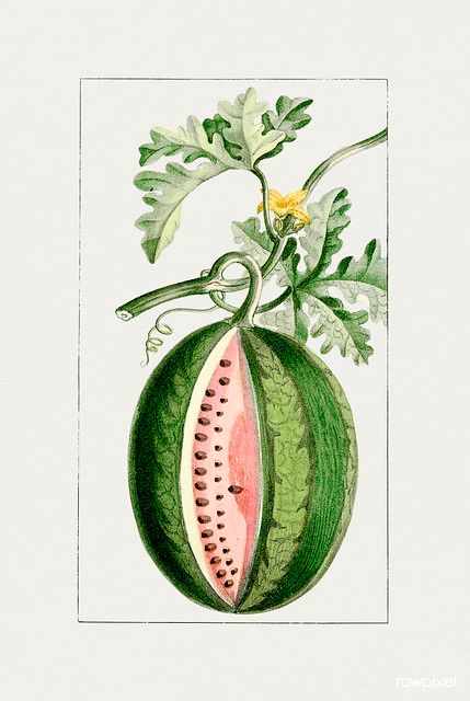 Botanical Plates, Watermelon Drawing, Watermelon Illustration, Watermelon Crafts, Seed Art, Free Illustration Images, Hand Images, Vintage Fruit, Leaf Drawing