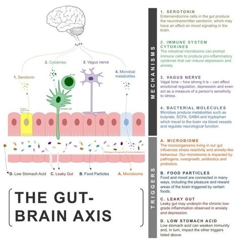 Gut Brain Axis, Gut Diet, Nerf Vague, All In Your Head, Brain Connections, Brain Anatomy, Gut Brain, Psychology Disorders, Amazing Body