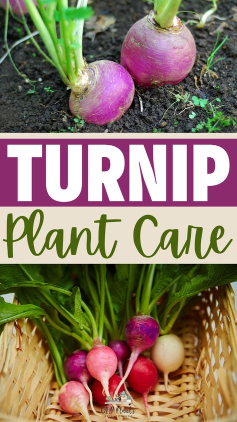 Turnip Plant Care Turnip Plant, Grow Turnips, Growing Turnips, Gardening Tattoo, Pizza Fruit, Gardener Aesthetic, Soil Types, Gardening Aesthetic, Seed Starter Kit