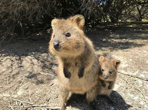 Happy Together Quokka Animal, Australia Animals, Australian Animals, Happy Animals, Animals Of The World, Sweet Animals, Animal Planet, 귀여운 동물, Cuteness Overload