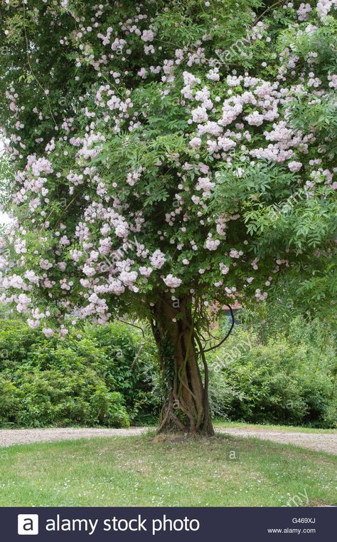 Download this stock image: Rose 'Paul's Himalayan Musk'. Rambling Rose growing on a tree in a cotswold garden. Ashton under Hill, Worcestershire, England - G469XJ from Alamy's library of millions of high resolution stock photos, illustrations and vectors. Cotswold Garden, Image Rose, Rose Growing, Beautiful Gardens Landscape, Musk Rose, Rambling Rose, Growing Roses, Green City, Climbing Plants