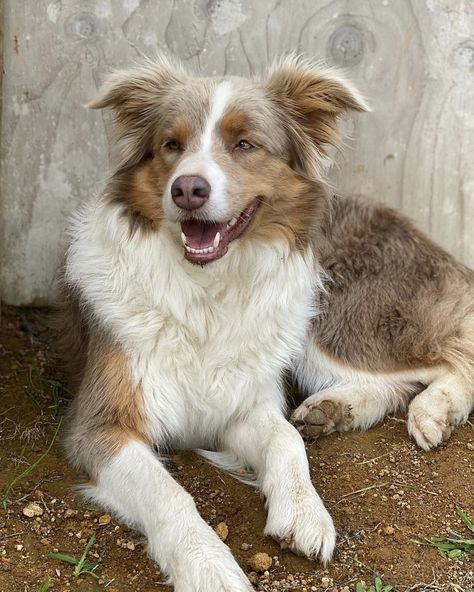 Tricolour Border Collie, Tri Colour Border Collie, Tri Color Border Collie, Border Collie Lilac, Border Collie Colors, Supernatural Tattoo, Different Colored Eyes, Emotional Support Animal, Herding Dogs