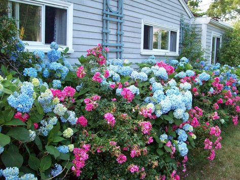 Hydrangeas And Roses Landscape, Front Yard Hydrangea, Rose Garden Landscape, Landscape Ideas Front Yard, Landscaping With Roses, Hydrangea Landscaping, Knockout Roses, Rose Garden Design, Hydrangea Garden