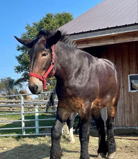 clydesdale mule Mules Animal, Most Beautiful Horses, Horses And Dogs, Clydesdale, Draft Horses, Pretty Animals, Wild Dogs, Cute Horses, Horse Life