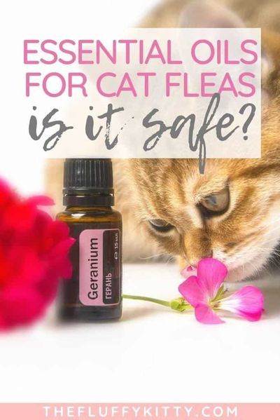 Are essential oils for fleas on cats safe and effective? Click here to find out! #catcare #cathealth #thefluffykitty #essentialoils #pets Fleas On Kittens, Flea Prevention For Cats, Fleas On Cats, Natural Flea Remedies, Essential Oils Cats, Essential Oils For Fleas, Flea Remedies, Fluffy Kitty, Are Essential Oils Safe