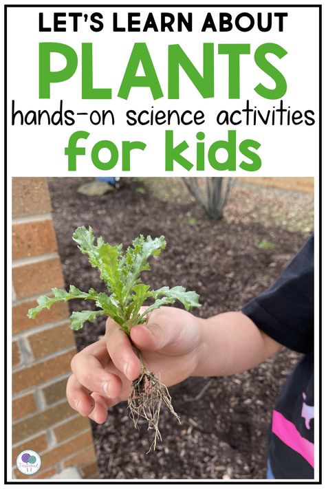 Looking for plant activities for kids that will get kindergarten and 1st grade students excited and motivated to learn about the plant life cycle? Your students will love becoming a botanist for the day as they search for plants in nature, examine and label parts of a flower, and plant bean seeds in soil. This project based learning unit includes easy-to-follow lesson plans, printable worksheets, vocabulary cards, crafts, video & book suggestions. Perfect for spring, Earth day & summer learning. Parts Of A Plant Stem Activity, Plants Stem Activities, Plant Activities For Kids, Plants Lesson Plans, Plants Life Cycle Activities, Plant Lessons, Friendship Activities, Life Cycles Activities, Video Book