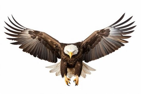 Eagle Graphic Design, Flying Eagle Photography, Dragon Hand Tattoo, Gravity Art, Eagle Png, Aigle Royal, Animal Sleeve Tattoo, Eagle Pose, Instagram Graphic Design