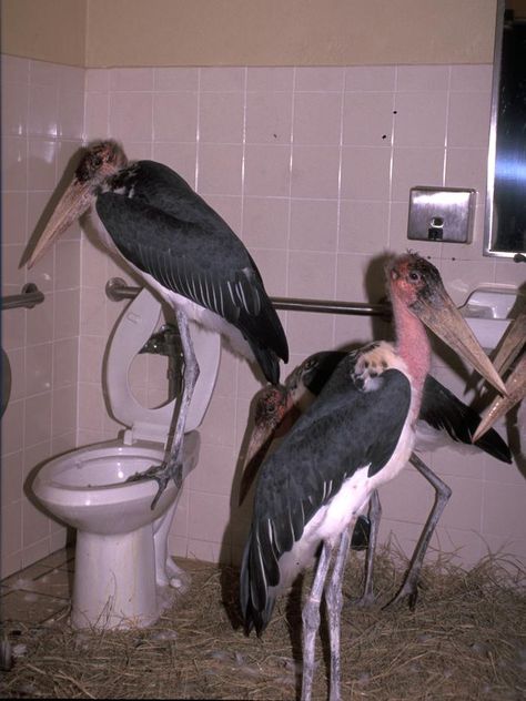 Zoo staff also put marabous, or wood storks, in another bathroom. Koci Humor, Weird Images, 웃긴 사진, Reaction Pictures, Wall Collage, Dark Aesthetic, Mood Pics, Dumb And Dumber, Aesthetic Pictures