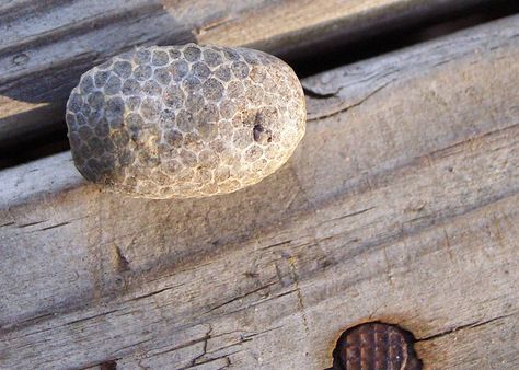 Charlevoix Stone Charlevoix Stone, Petosky Stone, Lake Michigan Stones, Michigan Rocks, Rock Identification, Lake Superior Agates, Rocks And Fossils, Hag Stones, Petoskey Stone