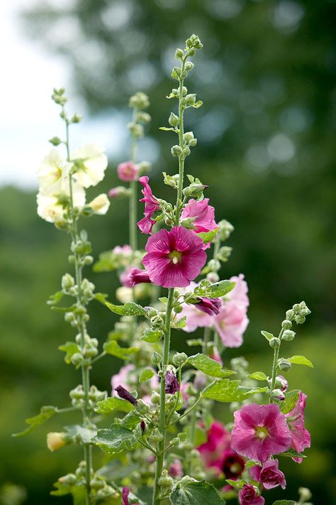 Tall Perennial Flowers, Canna Bulbs, Big White Flowers, Garden Backdrops, Perennial Flowers, Perennial Border, Tall Flowers, Big Garden, Have Inspiration