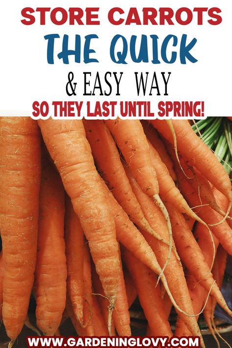 (21 Pro Hacks) Carrots Storage Tips For Keeping It Fresh Freezing Fresh Garden Carrots, How To Preserve Carrots From The Garden, Ways To Preserve Carrots, Storing Carrots In Sand, How To Preserve Carrots In Fridge, Can You Freeze Carrots, How To Store Carrots In The Fridge, Best Way To Store Carrots In The Fridge, What Can I Make With Carrots