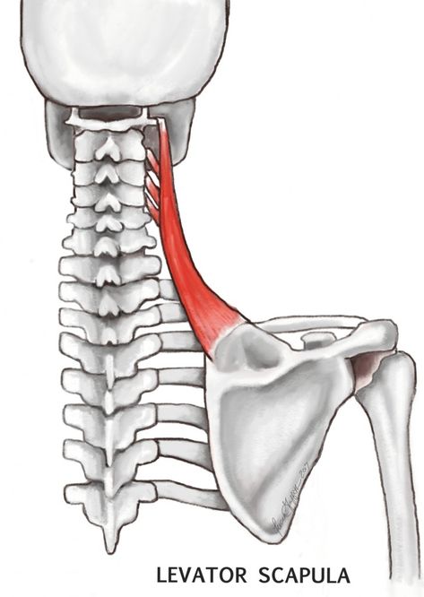 Subclavian Artery, Vertebral Artery, Vertebral Column, Shoulder Stretches, Basic Anatomy And Physiology, Latissimus Dorsi, Muscle Imbalance, Hot Stone Massage, Stone Massage