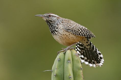 Arizona Birds, Desert Tattoo, Desert Trees, Cactus Wren, Small Lizards, Mythical Birds, Natural Ecosystem, State Birds, Southwest Desert