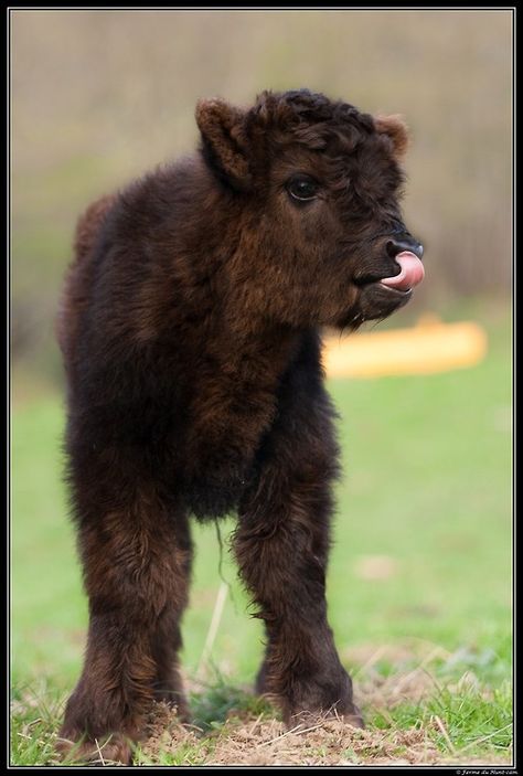 Sweet Cow, Highland Calf, Mini Cows, Show Cattle, Fluffy Cows, Cow Calf, Baby Cows, Fluffy Animals