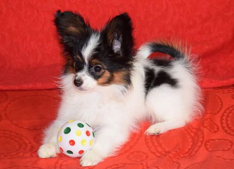 Papillon Puppies For Sale, Papillion Puppies, Papillon Dog Puppy, Papillon Puppies, Papillon Dogs, Papillon Puppy, Papillon Dog, Good Dog, Dream Dog