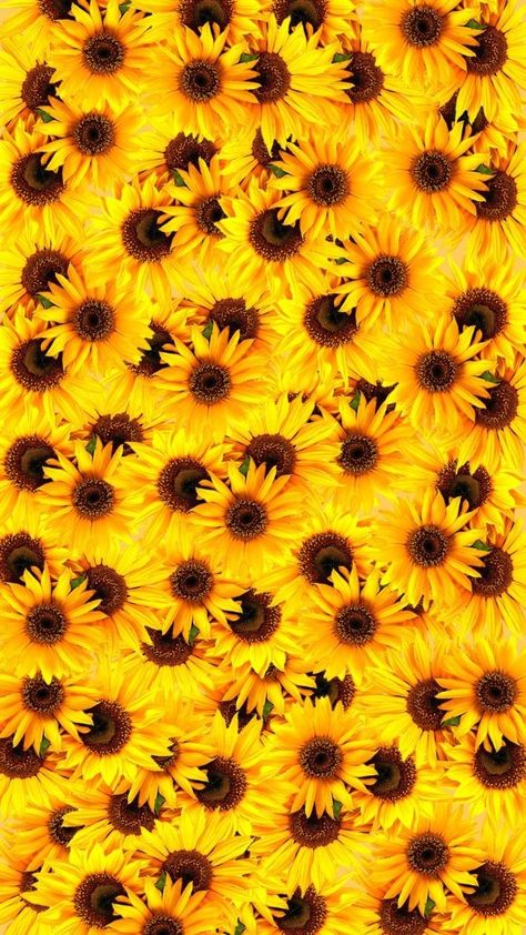 Sunflower Wallpaper Backgrounds, Wallpaper Backgrounds For Iphone, Coffee Designs Art, Autumn Pictures, Sunflower Iphone Wallpaper, Next Wallpaper, Sunflower Images, Jelly Wallpaper, Sunflowers Background