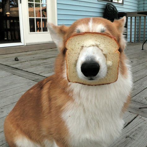 Animal Fails, Funny Dog Photos, Funny Dog Pictures, Funny Dog Videos, Corgi Dog, Funny Animal Memes, Cute Animal Drawings, Funny Animal Pictures, Dog Gifs