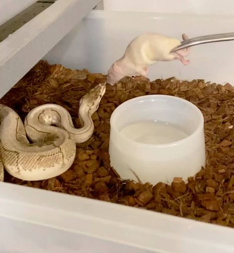 Ball Python Tub Setup, Ball Python Tank Ideas, Diy Ball Python Enclosure, Snake Tank Setup Ball Python, Ball Python Enrichment, Ball Python Enclosure Ideas, Piebald Ball Python, Python Tank, Royal Python