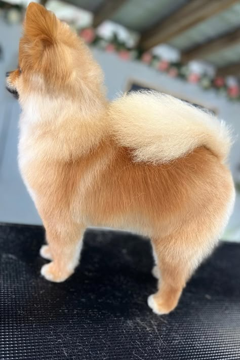 20 Dog Grooming Styles For Pomeranians (With Cute Pictures) Dog Grooming Styles Pomeranian, Pomeranian Fox Haircut, Pomchi Haircut, Pomeranian Grooming Styles, Fox Face Pomeranian Haircut, Groomed Pomeranian, Pomeranian Cut, Pom Haircut, Pomeranian Puppy Haircut