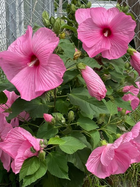 Good morning. This is especially for you. Wishing you all a peaceful day. 🙂💕 Hibiscus moscheutos #rosemallow #swamprosemallow #crimsoneyedrosemallow #easternrosemallow Hibiscus Moscheutos, Peaceful Day, Eye D, Especially For You, Hibiscus, Good Morning, Plants, Flowers