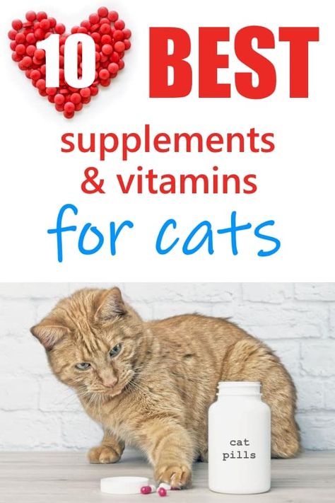 Cat Remedies, Cat Vitamins, Dogs Paws, Cat Diseases, Homemade Cat Food, Cat Supplements, Cat Diet, Cat Nutrition, Homemade Cat