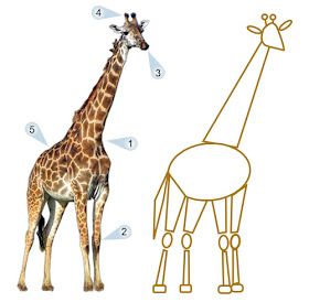 Anatomy Construction, Giraffe Photos, Giraffe Drawing, Art Handouts, Giraffe Pictures, Animal Art Projects, Cartoon Giraffe, Afrique Art, Giraffe Art