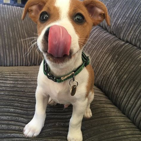 14 Energetic Facts About the Jack Russell Terrier | The Paws Jack Russell Terrier Mix Dogs, Puppy Jack Russel, Jack Russell Terrier Chihuahua Mix Dogs, Jack Russell Aesthetic, Jack Russell Terrier Aesthetic, Chien Jack Russel, Jack Russell Terrier Puppies, Wallpaper Dog, Jack Russell Puppies