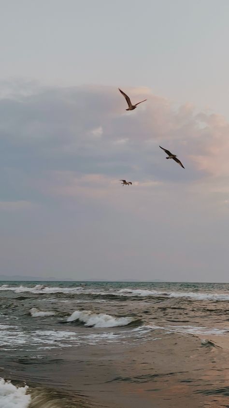 Seagull Aesthetic, Seagull Photography, Seagulls Flying, Ocean Wallpaper, Sea Shore, Adriatic Sea, Ocean Breeze, Sea Birds, Sunset Sky