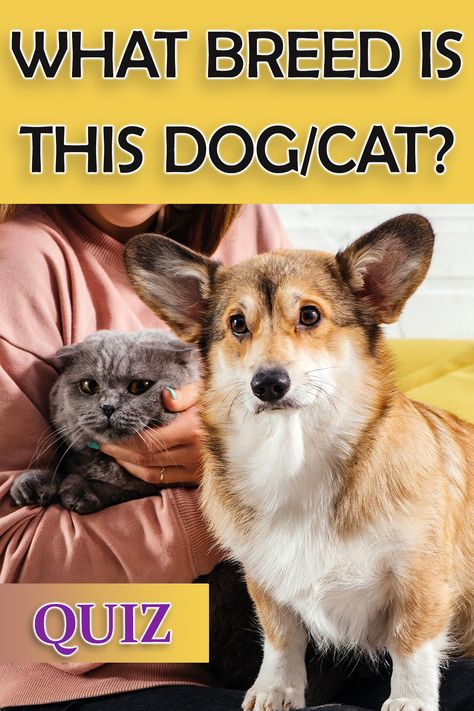 Do you consider yourself an expert on dogs and cats? Take this quiz to find out! #dog #quiz #quizzes #dogquiz #dogbreeds Dog Quizzes, Dog Quiz, Car Quiz, Cat Vs Dog, Knowledge Quiz, What Cat, What Dogs, Cat Breed, Digestion Problems