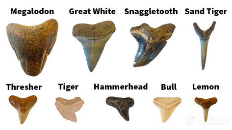 Different Shark Teeth, Types Of Shark Teeth, Shark Teeth Tattoo, Florida Fossils, Dusky Shark, Shark Tooth Tattoo, Great White Shark Teeth, Thresher Shark, Sharks Teeth