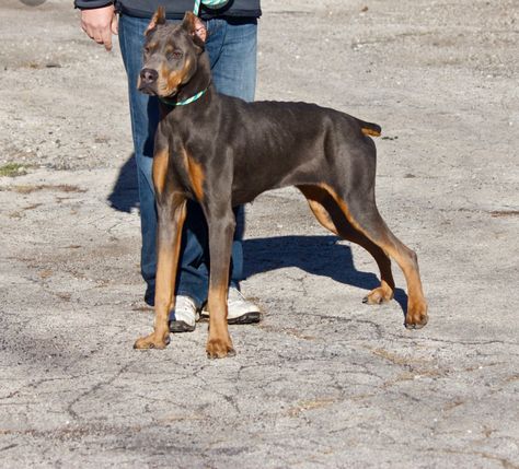 Canis Panther Canis Panther Dogs, Canis Panther, American Staffordshire Bull Terrier, Doberman Puppies For Sale, Doberman Puppies, Doberman Puppy, Dream Dog, Lovely Animals, Feral Cats