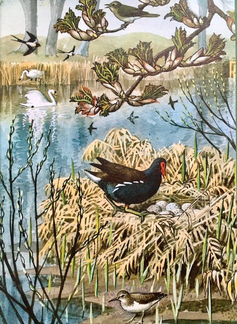 Charles Tunnicliffe, British Wildlife Art, Children's Book Illustrations, Book Printing, Nature Artists, Ladybird Books, Books Art, Acrylic Artwork, Classic Paintings