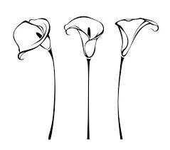 3,200+ Calla Lily Stock Illustrations, Royalty-Free Vector Graphics & Clip  Art - iStock | Calla lily vector, Calla lily icon, Calla lily white  background Lily Art Nouveau, Calla Lily Sketch, Single Line Calla Lily Tattoo, Calla Lily Sketch Flower, Calla Lily Line Art, Calla Lily Botanical Illustration, Wedding Graphic Design, Cloud Vector, Water Abstract