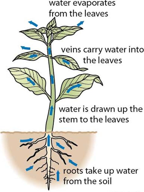 Transpiration in Plants Butterfly Unit Study, Xylem And Phloem, Plant Tissue Culture, Flower Parts, Plant Biology, Earth Science Lessons, Parts Of The Plant, Biology Worksheet, Plants Unit