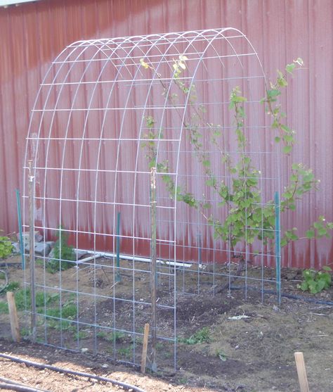 simple arched trellis for grape vine using ranch panel Planting Beans, Arched Trellis, Woods House, Bean Trellis, Grape Vine Trellis, Land Scaping, Grape Trellis, Archery Range, Vine Trellis