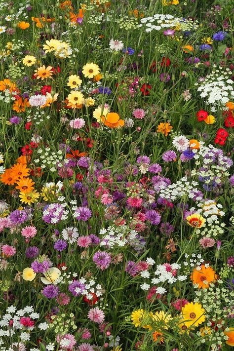 Wild Flower Meadow, Nothing But Flowers, Flower Therapy, Spring Aesthetic, Butterfly Flowers, Nature Aesthetic, Flowers Nature, Flower Field, Love Flowers