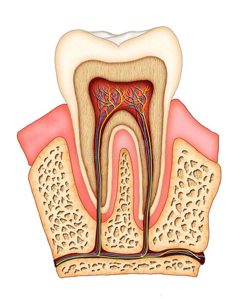 Clove Dental, Teeth Anatomy, Citrus Drinks, Tooth Infection, Dental Anatomy, Tooth Enamel, Nice Teeth, Dental Art, Teeth Health