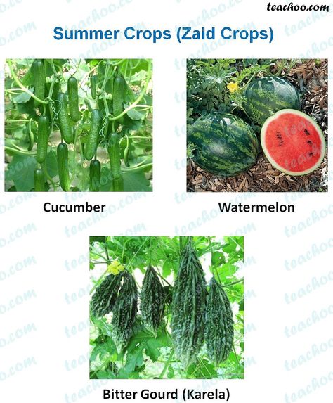 Bitter Gourd, Crop Image, Gourds, Cactus Plants, Cucumber, A Food, Watermelon, The End, Herbs