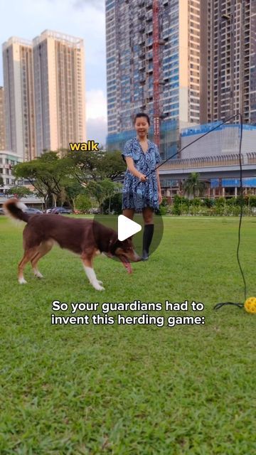 S Yen Yap on Instagram: "Daily herding games are better than:

The obedience training to get him to listen and behave. 

The constant fetch needed to get him to tire and "settle". 

The food puzzle dispensers tirelessly prepared for his enrichment. 

The trainers paid for to "fix" his reactivity to movement (it's just his herding instinct needing an outlet!)

It does all the above and more but most importantly... 

➡️ It fulfills his herding instinct which is seriously misunderstood and overlooked.

Causing Border Collies all over the world to be hugely underenriched.

And extremely frustrated and reactive. 

No idea where to start with herding instinct fulfillment?

✅ Comment "BTF" for the link to the herding game bundle that shows you exactly how to fulfill your Border Collie's herding i Border Collie Herding, Food Puzzle, Border Collies, Obedience Training, Got Him, Border Collie, To Listen, Dog Training, Link In Bio