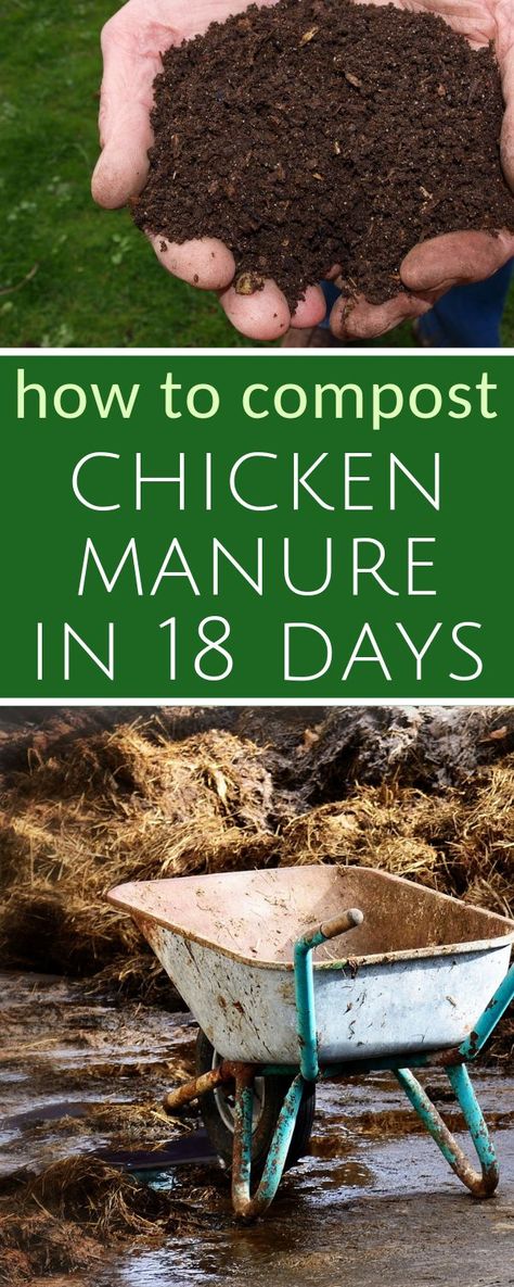 How to compost chicken manure in 18 days #hotcompost #composting #backyardchickens #gardening #vegetablegardening #indoorgardening #organicgardening Chicken Compost Bin, Raising Bunnies, Farming Chickens, Hot Compost, Chicken Composting, Mini Homestead, Animal Management, Gardening Hobby, Manure Management