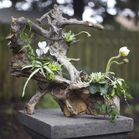 20130128.1086                                                                                                                                                                                 More Driftwood Planters, Driftwood Centerpiece, Growing Moss, Woodland Flowers, Air Plant Display, Orchid Care, Tree Stump, Deco Floral, Flower Branch